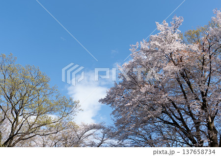 空と雲と葉が生え始めた桜の木 空と雲と葉が生え始めた桜の木 137658734