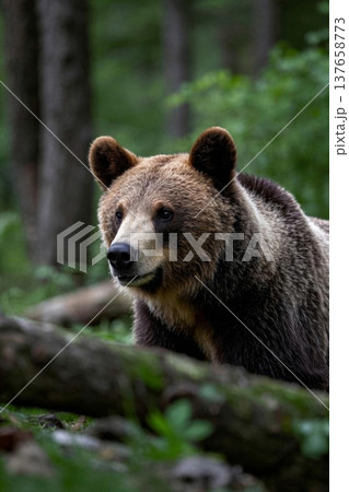 ヒグマ ひぐま 羆 137658773