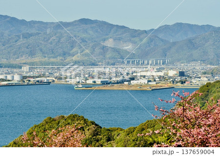 河津桜咲く山頂から望む、海と街並み 河津桜咲く山頂から望む、海と街並み 137659004