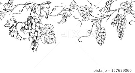 Continuous grapevine banner featuring elegant grape bunches and curling tendrils in a linear rhythm. Seamless ink vector illustration. Hand drawn for wine branding, digital headers, editorial layouts. Continuous grapevine banner featuring elegant grape bunches and curling tendrils in a linear rhythm. Seamless ink vector illustration. Hand drawn for wine branding, digital headers, editorial layouts. 137659060