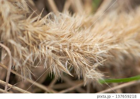 close-up of dry grass in the field. shallow depth of field          137659218