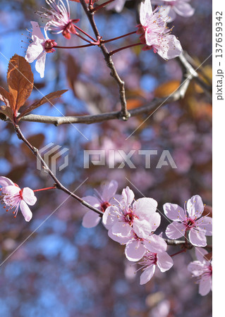 パリの街で咲くベニバスモモ(Prunus cerasifera Nigra)の花 早春の街路樹 3月 パリの街で咲くベニバスモモ(Prunus cerasifera Nigra)の花 早春の街路樹 3月 137659342