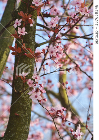 パリの街で咲くベニバスモモ（Prunus cerasifera Nigra）の花　早春の街路樹　3月 137659346