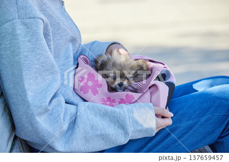 春の晴天の公園で可愛いポメラニアンの子犬と遊んでいる十代の女の子の姿 春の晴天の公園で可愛いポメラニアンの子犬と遊んでいる十代の女の子の姿 137659457
