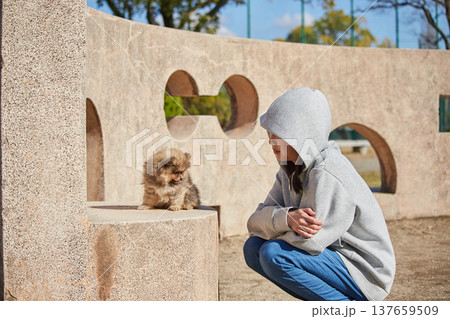 春の晴天の公園で可愛いポメラニアンの子犬と遊んでいる十代の女の子の姿	 137659509