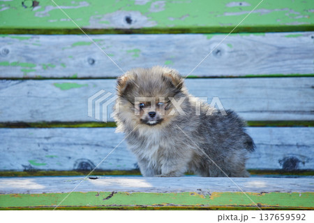春の公園にいる可愛いポメラニアンの子犬の姿	 137659592