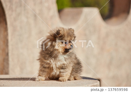 春の公園にいる可愛いポメラニアンの子犬の姿	 137659598