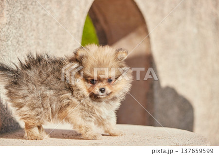 春の公園にいる可愛いポメラニアンの子犬の姿	 137659599