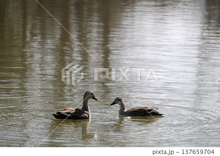 のんびり過ごす水鳥　穏やかな早春の公園　 137659704