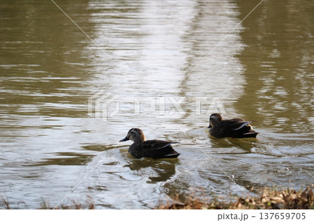 のんびり過ごす水鳥 穏やかな早春の公園 のんびり過ごす水鳥 穏やかな早春の公園 137659705