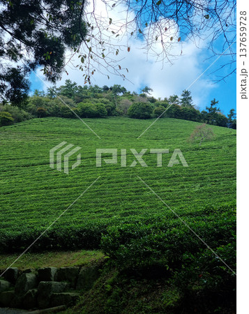 This is a green tea field landscape in Boseong, Jeollanam-do, Korea. 137659728