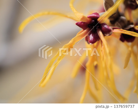 晴れた3月に咲いた可愛らしいハマメリス･インターメディア「エレナ」の黄色い花 137659737