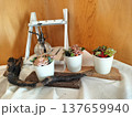 小さな多肉植物の寄せ植えで癒しの時間 137659940
