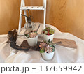 小さな多肉植物の寄せ植えで癒しの時間 137659942