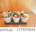 小さな多肉植物の寄せ植えで癒しの時間 137659944