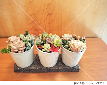 小さな多肉植物の寄せ植えで癒しの時間 137659944
