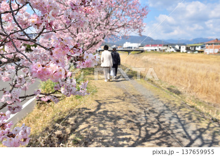 狩川両岸に咲く春めき桜 狩川両岸に咲く春めき桜 137659955