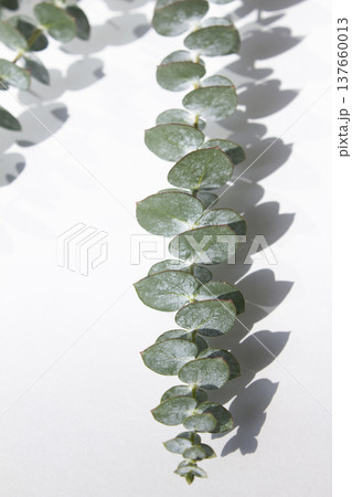 Eucalyptus leaves on a white background Eucalyptus leaves on a white background 137660013