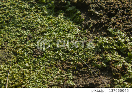 Marchantia lying on the ground 137660046