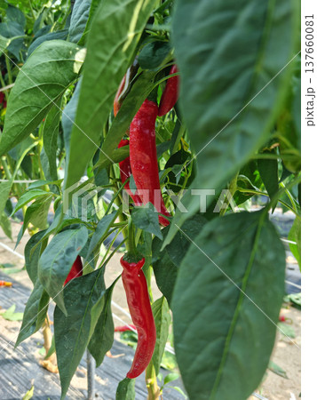 This is a field where red peppers are ripening. 137660081