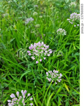 it is Chives with Flowers. it is Chives with Flowers. 137660083