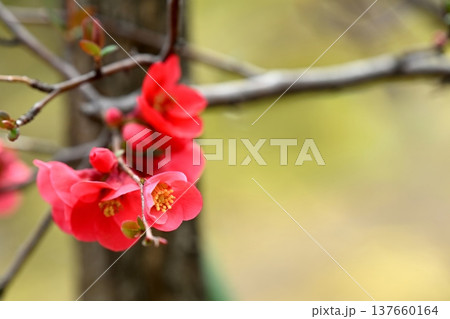 赤い木瓜の花 赤い木瓜の花 137660164
