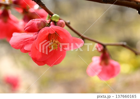 赤い木瓜の花 赤い木瓜の花 137660165