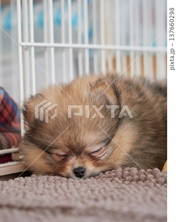 家のリビングで寝ている可愛いポメラニアンの子犬の様子 137660298
