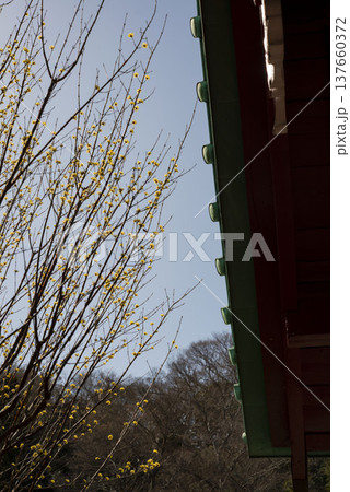 鎌倉2535 光則寺3 山茱萸 鎌倉2535 光則寺3 山茱萸 137660372