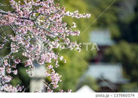 鎌倉2637 鶴岡八幡宮6 河津桜 鎌倉2637 鶴岡八幡宮6 河津桜 137660374