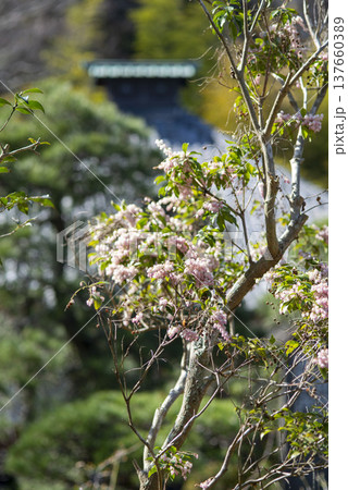 鎌倉2535　光則寺2　馬酔木、 137660389