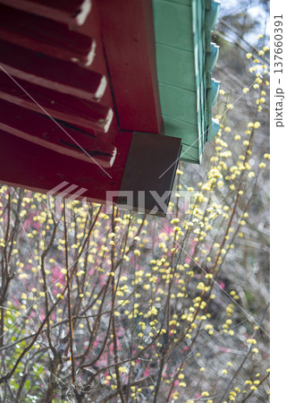 鎌倉2535　光則寺12　山茱萸 137660391