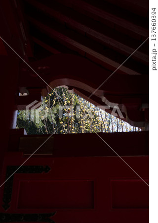 鎌倉2535 光則寺9 山茱萸 鎌倉2535 光則寺9 山茱萸 137660394