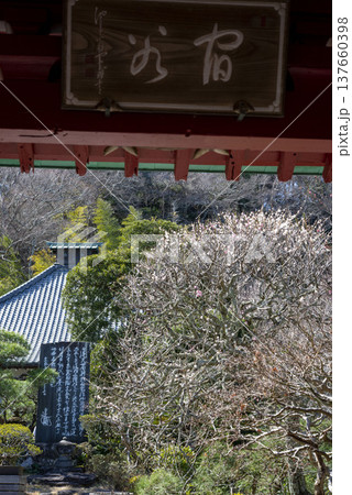 鎌倉2535 光則寺5 梅 鎌倉2535 光則寺5 梅 137660398