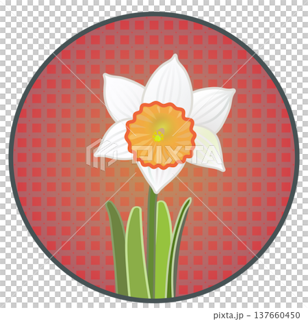 Illustration of a trumpet daffodil with a circular background 137660450