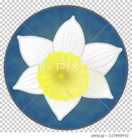 圓形背景下的水仙花插圖 圓形背景下的水仙花插圖 137660452