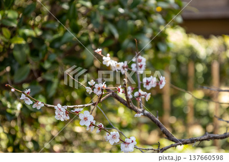 3月 密蔵院 境内に咲く白梅 3月 密蔵院 境内に咲く白梅 137660598