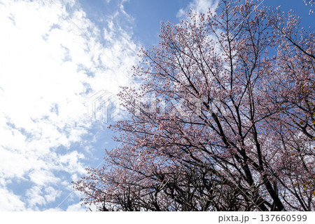 3月 青空と7分咲きの安行桜 3月 青空と7分咲きの安行桜 137660599