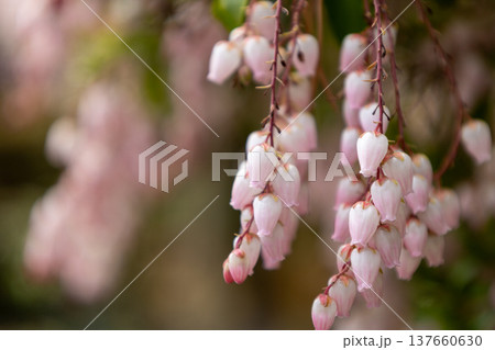 3月 満開の馬酔木 3月 満開の馬酔木 137660630