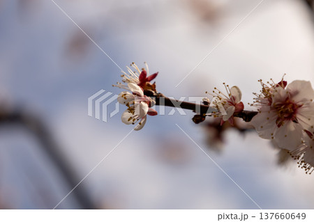 3月 満開の白梅 3月 満開の白梅 137660649