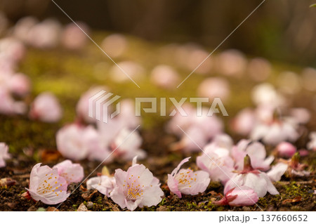 3月 安行桜 地面に落ちた複数の花びら 3月 安行桜 地面に落ちた複数の花びら 137660652