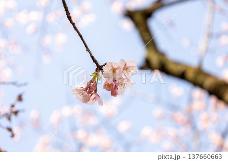 3月 青空と7分咲きの安行桜 3月 青空と7分咲きの安行桜 137660663