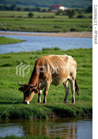 牛 ウシ 乳牛 137660971