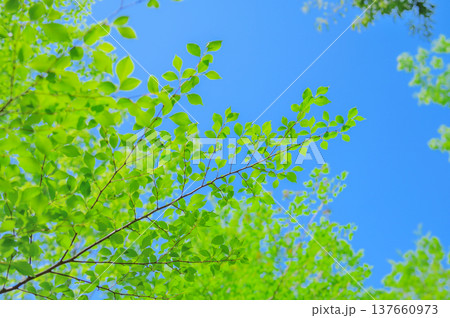 青空と新緑の若葉 春の自然背景 137660973