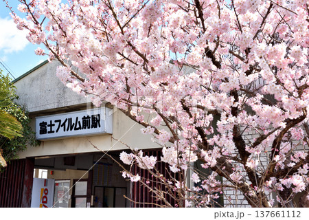 駅前の桜の花が咲く富士フィルム前駅 137661112
