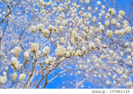 青空に咲くハクモクレンの花 青空に咲くハクモクレンの花 137661116