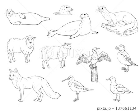 Hand drawn wildlife line art set with seals otter sheep fox and seabirds puffin gull cormorant and wader isolated on white background 137661134