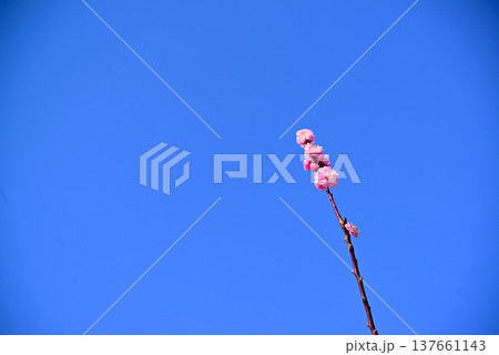 早春の梅の花 137661143