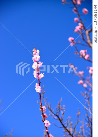 早春の梅の花 早春の梅の花 137661144