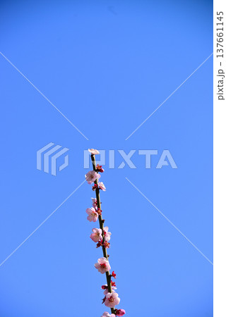 早春の梅の花 137661145